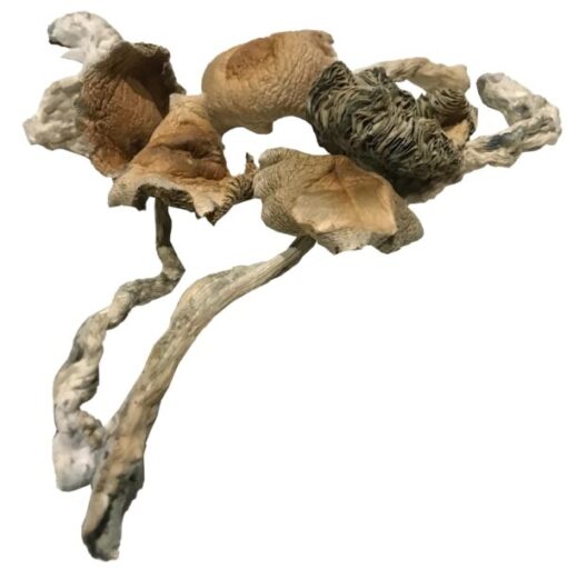 amazonian magic mushrooms
