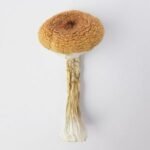 BLUE MEANIE MAGIC MUSHROOMS