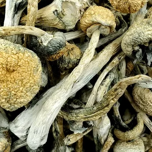 White Burma Magic Mushrooms