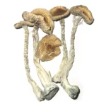 PE #6 MAGIC MUSHROOMS