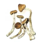 TIDAL WAVE PENIS ENVY MAGIC MUSHROOMS