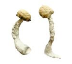 TRINITY MAGIC MUSHROOM