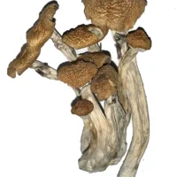 ALACABENZI MAGIC MUSHROOM