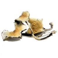 DADDY LONG LEGS MAGIC MUSHROOM