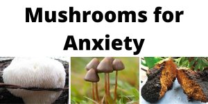 Mushrooms Are Good For Anxiety
